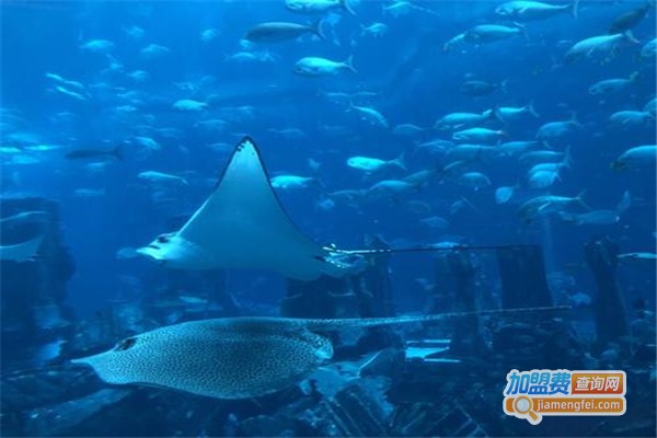 品创水族加盟费