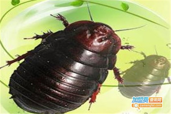 农研8号土元加盟费