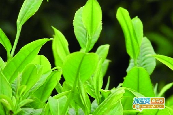 安溪朝阳茶业加盟费
