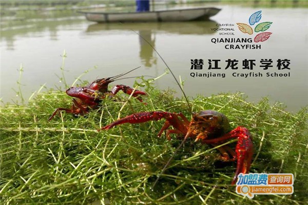 潜江小龙虾养殖加盟费