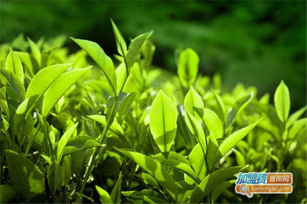 白云人家茶叶加盟费