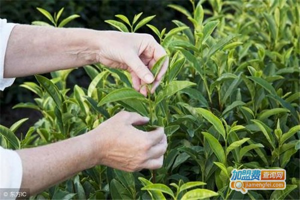 三省茶叶加盟费