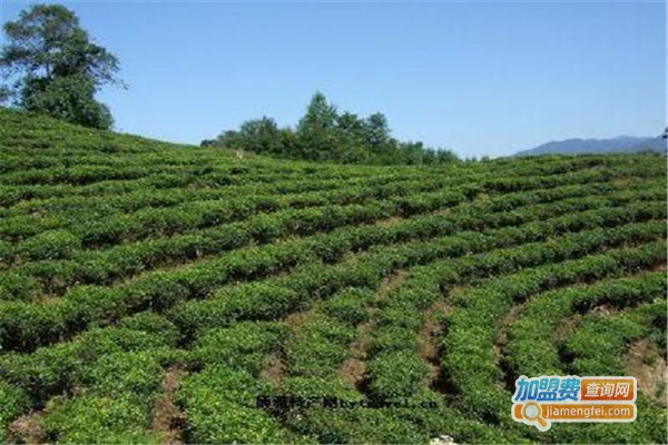 醉品茶叶
