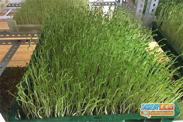 豆蔻知青芽苗菜种植加盟费