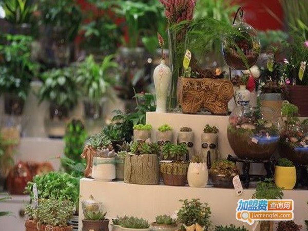 盆景店加盟费