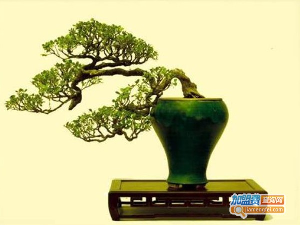 盆景店加盟费