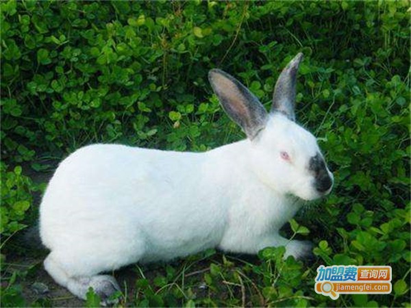 肉兔种兔养殖加盟费