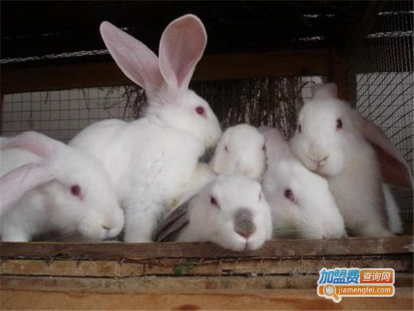 肉兔种兔养殖加盟费