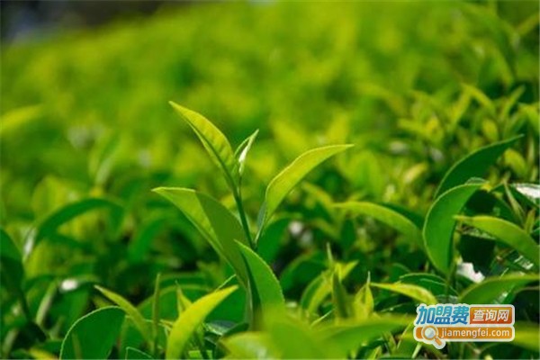 肠清茶加盟费