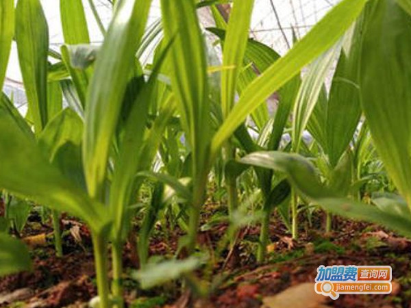 纷然仙草白芨种植加盟费