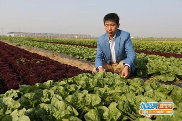 马铁民生菜种植加盟费