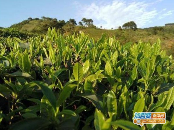 金龙茶加盟费