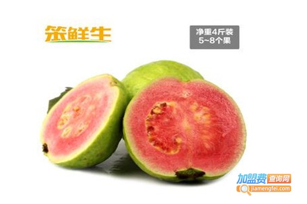 笨鲜生加盟费