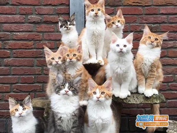 猫咪宠物店加盟