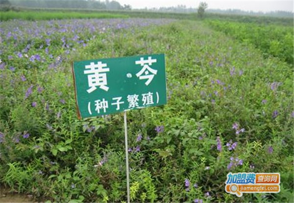 中草药种植加盟