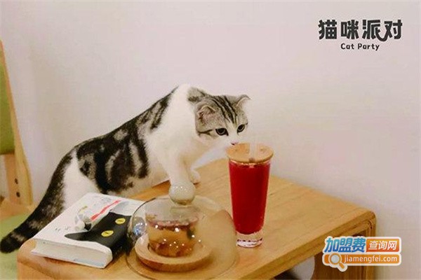 猫咪派对加盟