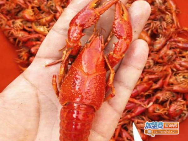 侯子龙虾加盟费