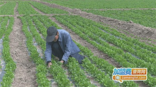 中药材种植加盟