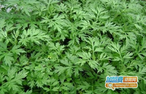 艾草种植加盟费