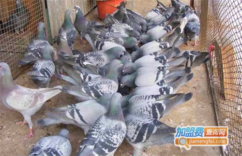 鸽子养殖加盟费