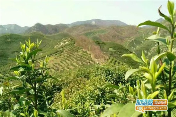 一品香茶叶加盟