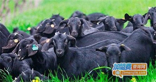 黑山羊养殖加盟费