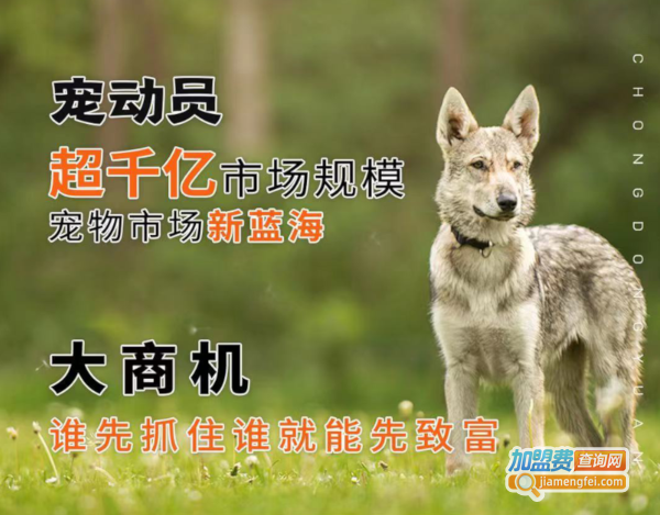 宠动员加盟