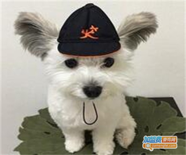 斯佩恩宠物医美加盟费