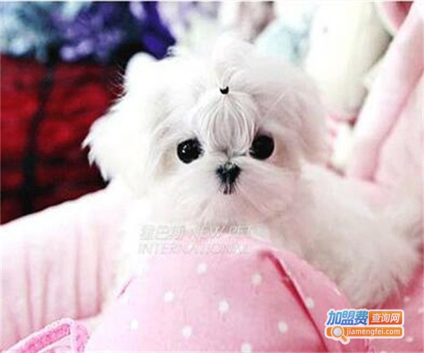 斯佩恩宠物医美加盟费