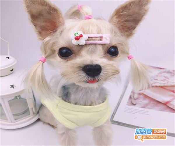 斯佩恩宠物医美加盟费