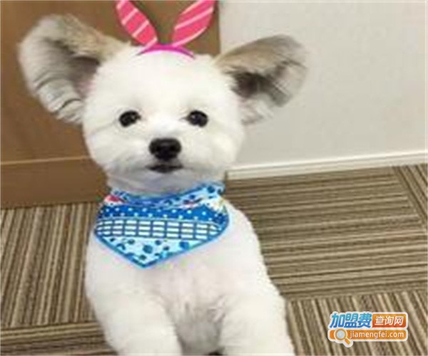 斯佩恩宠物医美加盟费