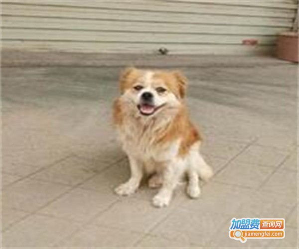 汤母狗宠物加盟费