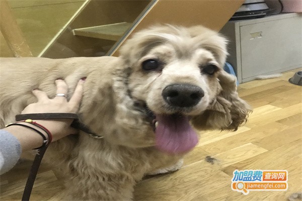 摩登宠物店加盟费