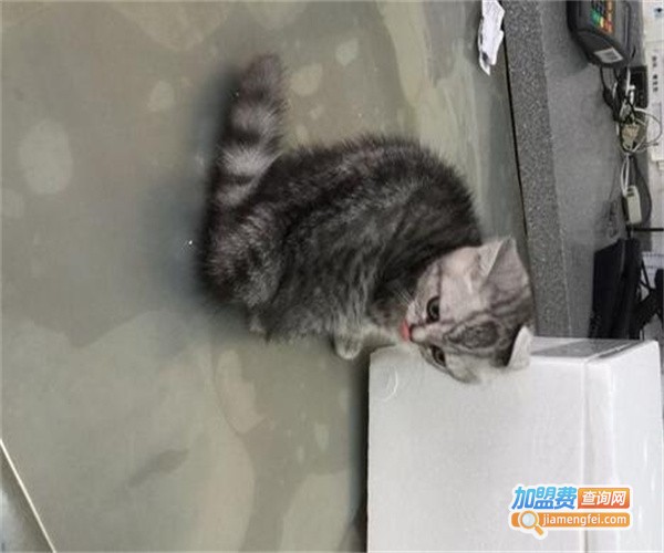 沈医生宠物诊所加盟费