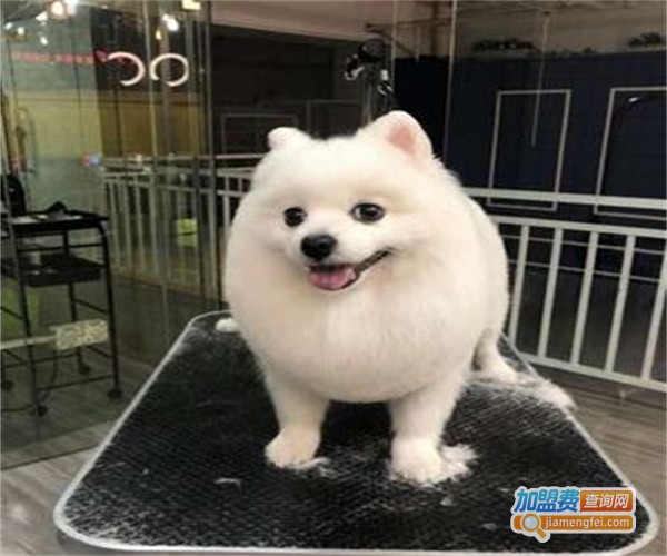 它它宠物用品加盟费