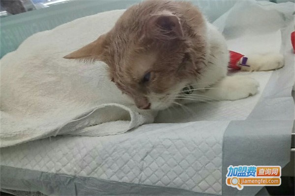 乐缘宠物医院加盟