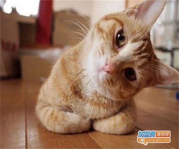 KAWAII宠物生活馆加盟费