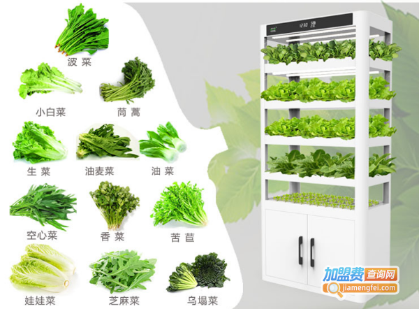 无土栽培蔬菜加盟