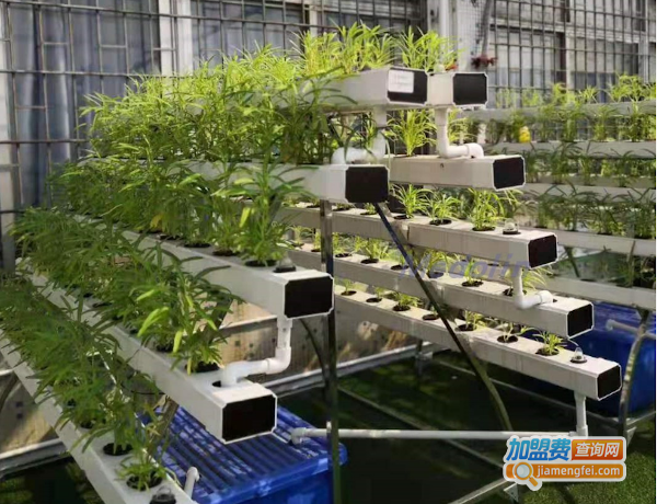 无土栽培蔬菜加盟