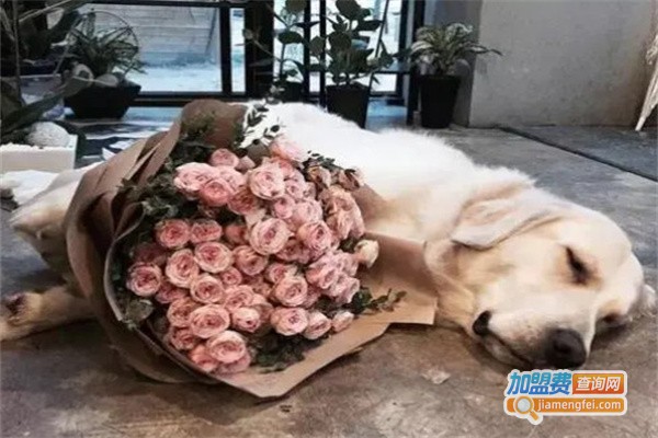 恋尚宠物