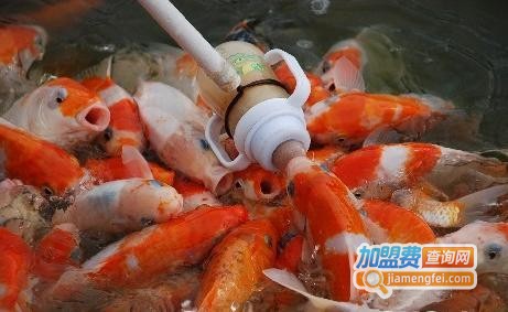 吃奶鱼加盟费