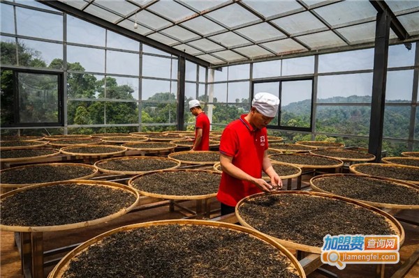 大益普洱茶加盟