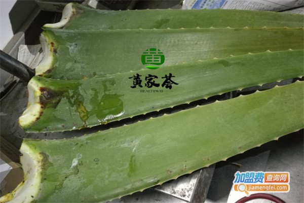 黄家荟芦荟加盟费