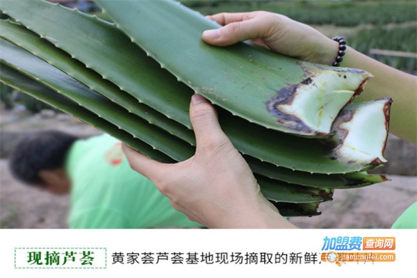 黄家荟芦荟加盟费