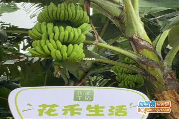 花禾生活加盟费