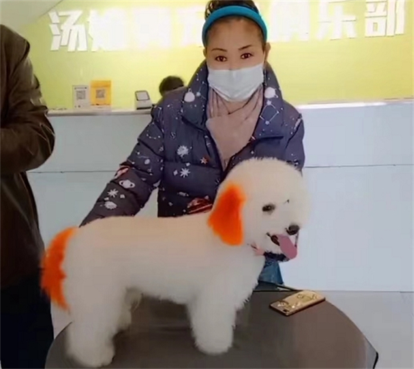 汤姆狗加盟