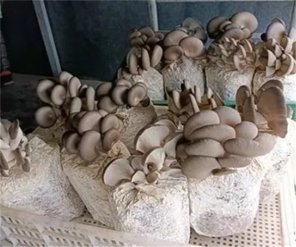 六希蘑菇