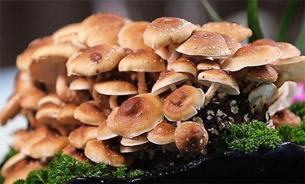 腩潮鲜火锅