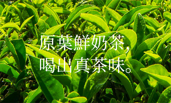 霸王茶姬加盟费