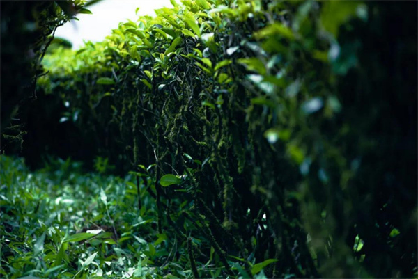 岩霸茶业
